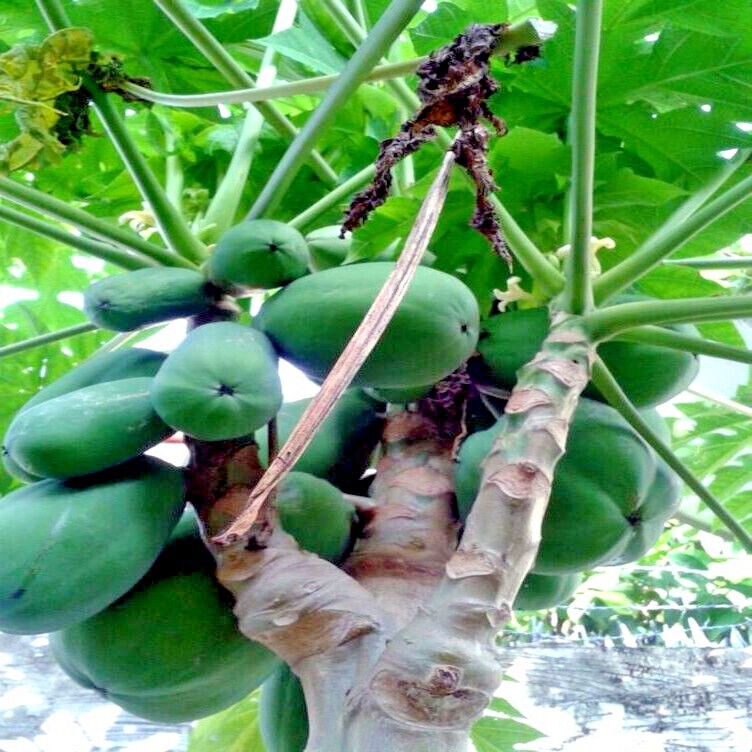 50 Caribbean “Red Lady” Carica Papaya Fruit Tree Seeds LARGE MELONS Indoor Plant