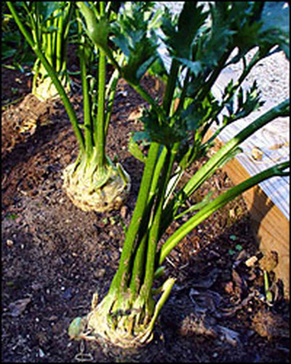 GIANT PRAGUE CELERIAC * GREAT TASTING * 200 SEEDS * TASTES LIKE PARSLEY/CELERY