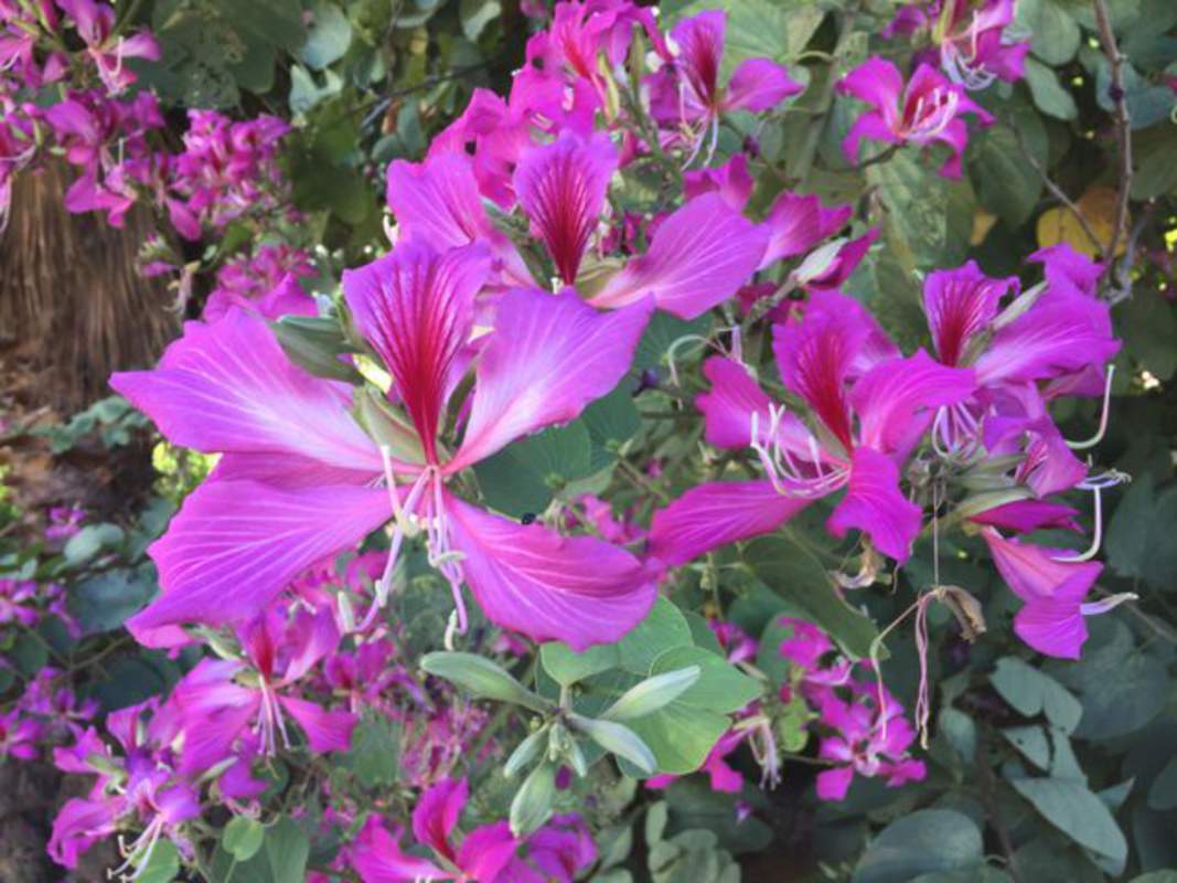 1-1000 PCS Purple Orchid Butterfly Tree Seeds Hawaiian Bauhinia Purpurea 0129