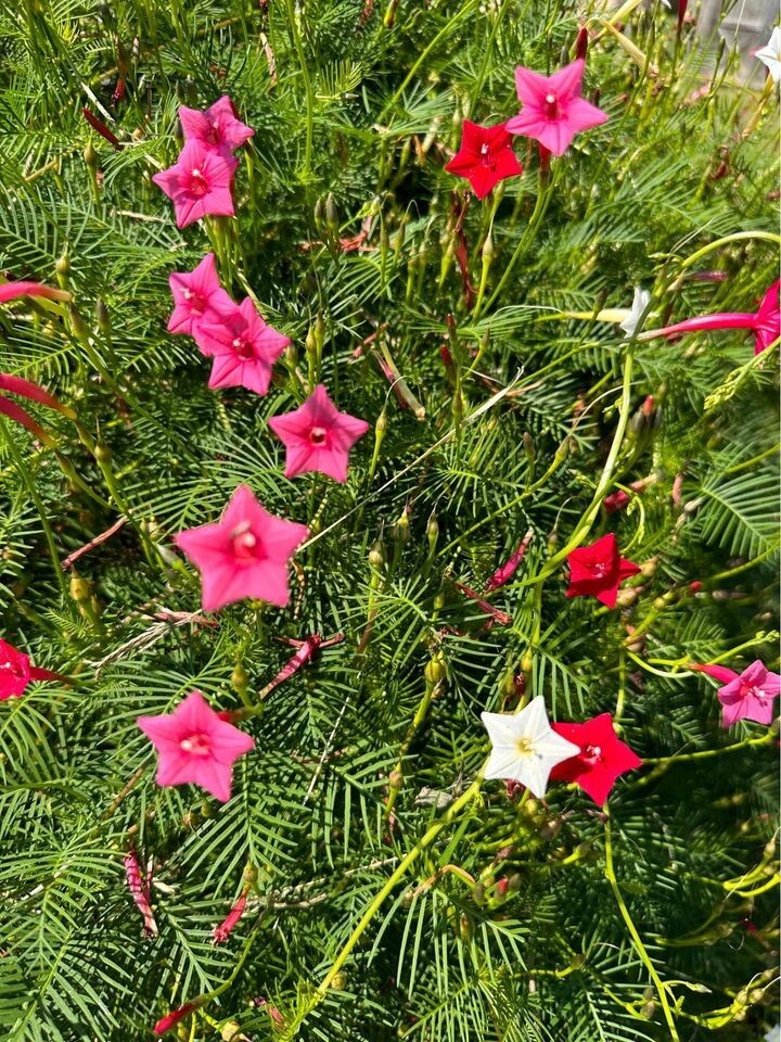 Organic Cypress Vine Flower Seeds – Annual Variety