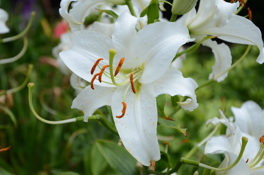 2 – SIBERIA ORIENTAL LILY Flower Bulbs – Very Large Fragrant Perennial Blooms