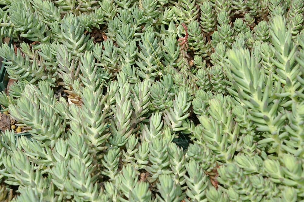 SEDUM RUPESTRE BLUE SPRUCE 200 SEEDS, HARDY SEDUM, YELLOW FLOWERS IN SUMMER