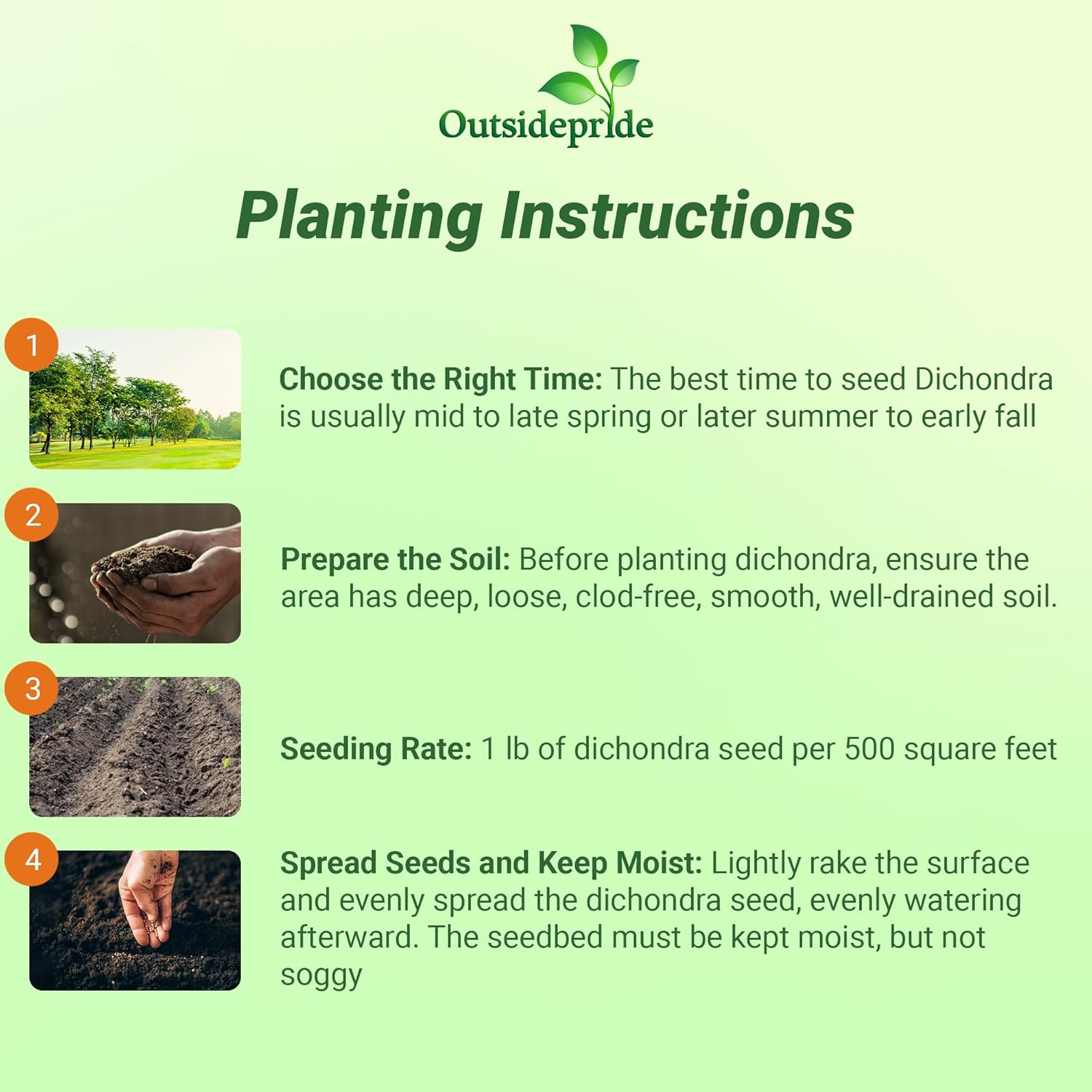 Perennial Dichondra Repens Seeds – 1 Lb Dense Green, Low-Maintenance Ground Cove
