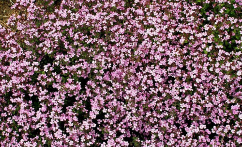 Soapwort Flower Seeds, Pink, Saponaria ocymoides, Ground Cover, FREE SHIPPING