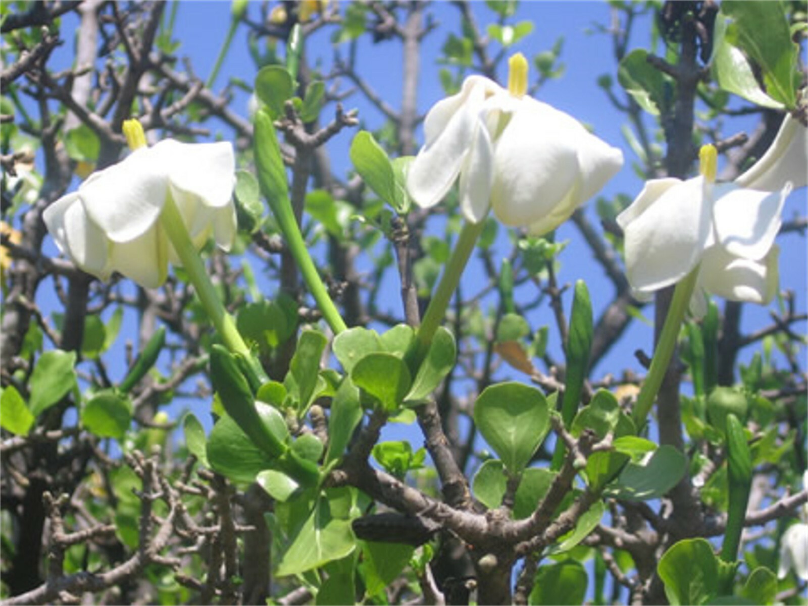 Gardenia Volkensii ssp Spathulifolia, Fragrant Shrub Or Small Tree 6 Seeds