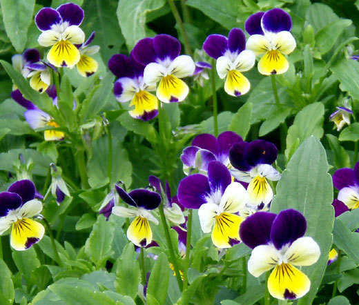JOHNNY JUMP UP Viola Cornuta – 5,000 Bulk Seeds