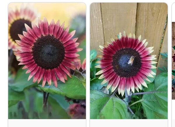25 Real Deal Pink Sunflower Seeds Heirloom