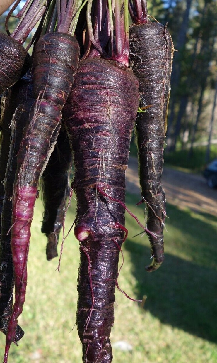 Black Nebula Carrot Seeds | Organic