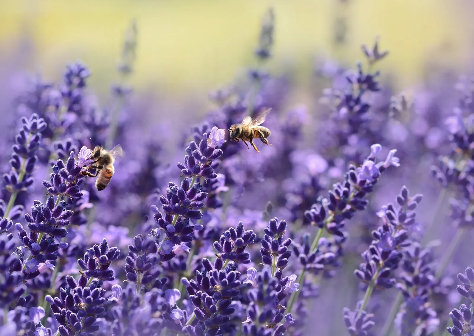 200+ Lavender Seeds | Vera English Lavender | NON-GMO | Variety Sizes | Free Shi