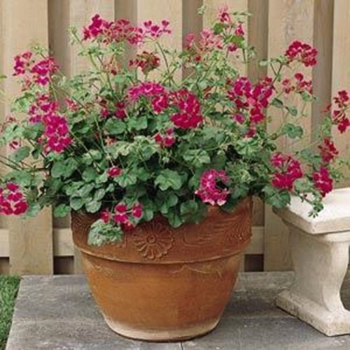 20 Seeds Geranium Summer Showers Fuchsia Geranium Seeds