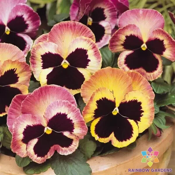 200+ Matrix Sunrise Pansy (Viola) Seeds for Garden – USA – FREE SHIPPING!