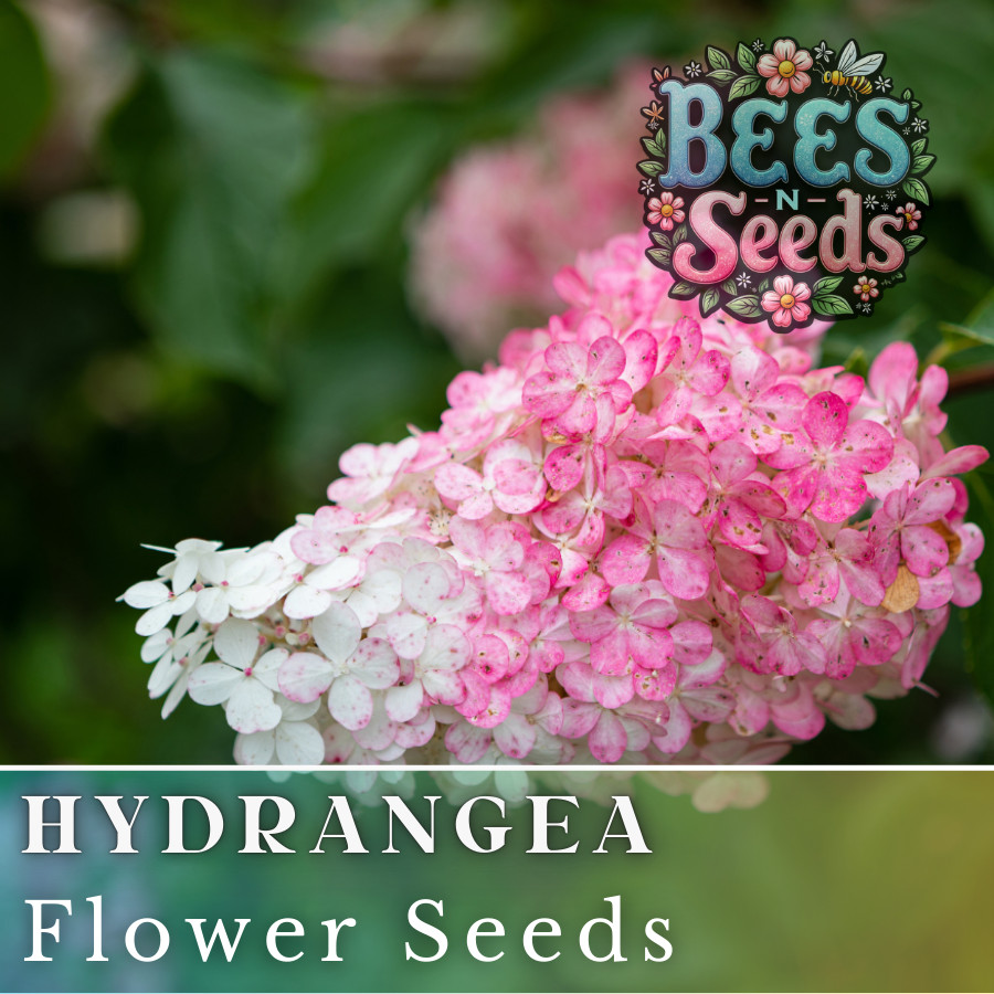 Blush Quill Hydrangea Seeds 85 or 250 Seeds Flower, Flower Seeds, Non GMO