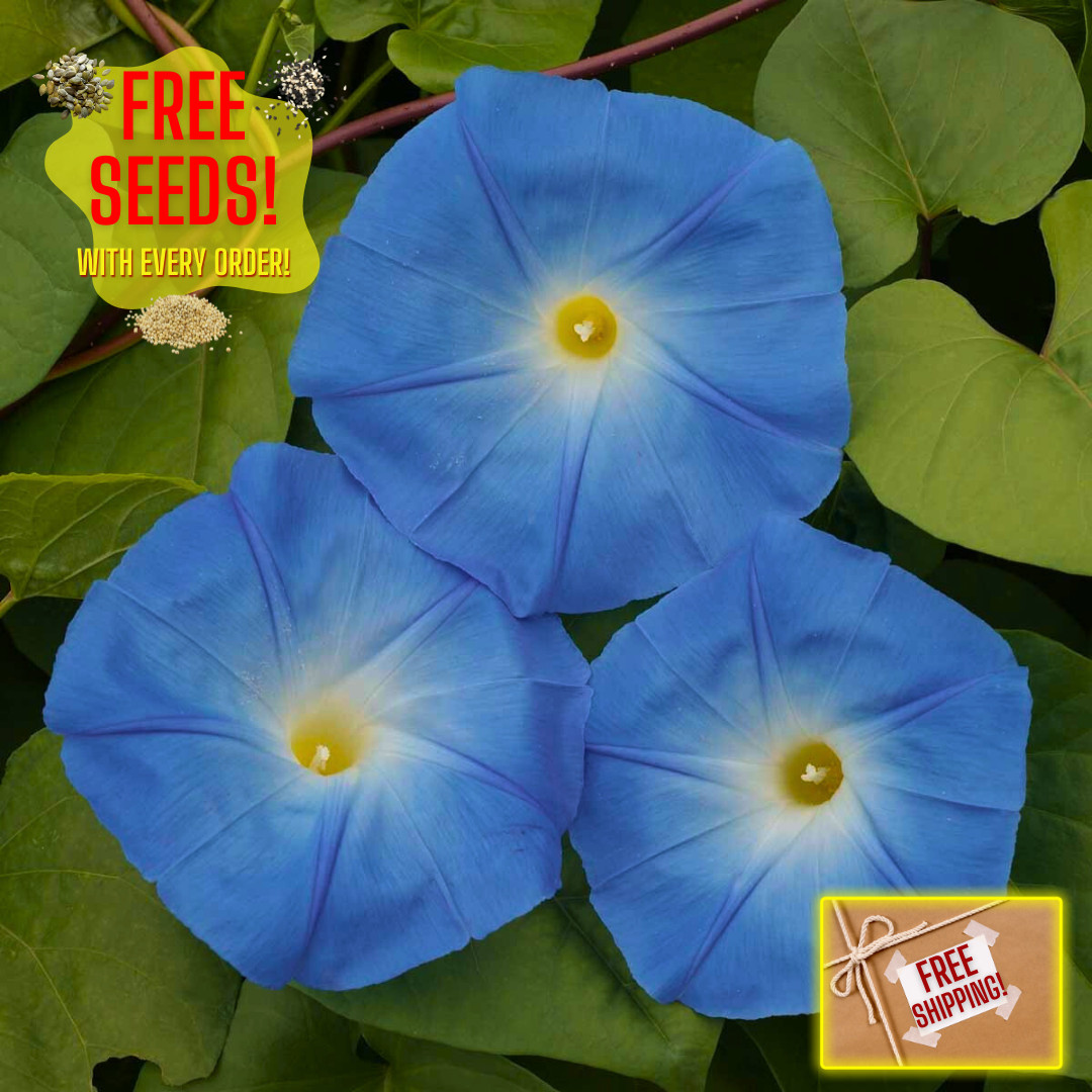Fresh Morning Glory Seeds | Heavenly Blue | Heirloom Non-GMO | Flower Seeds