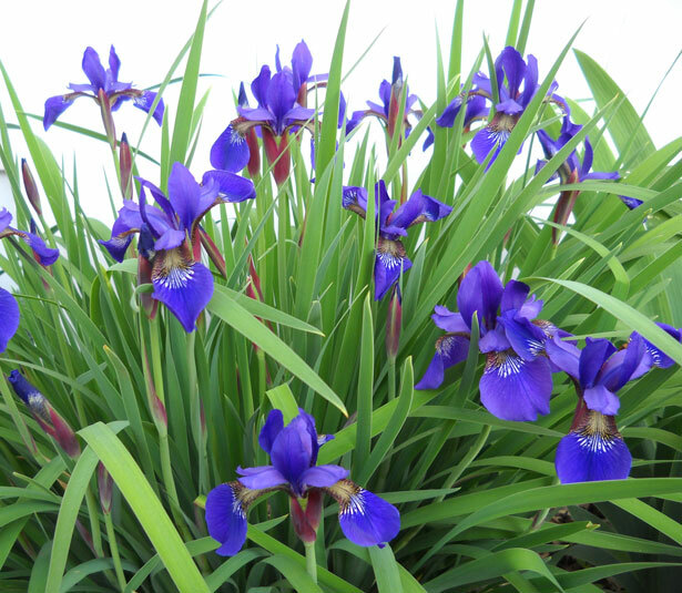 Iris sibirica Caesar’s Brother 25 seeds