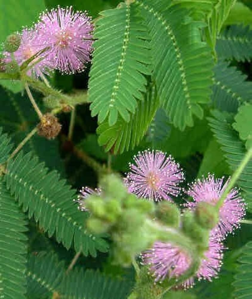 Mimosa Sensitive Plant 50 Ct Mimosa Pudica TOUCH ME NOT Flower USA FREE S&H