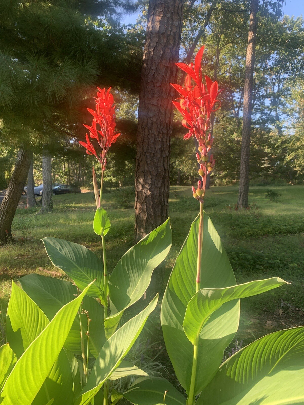 Red Canna Seeds 20 Count