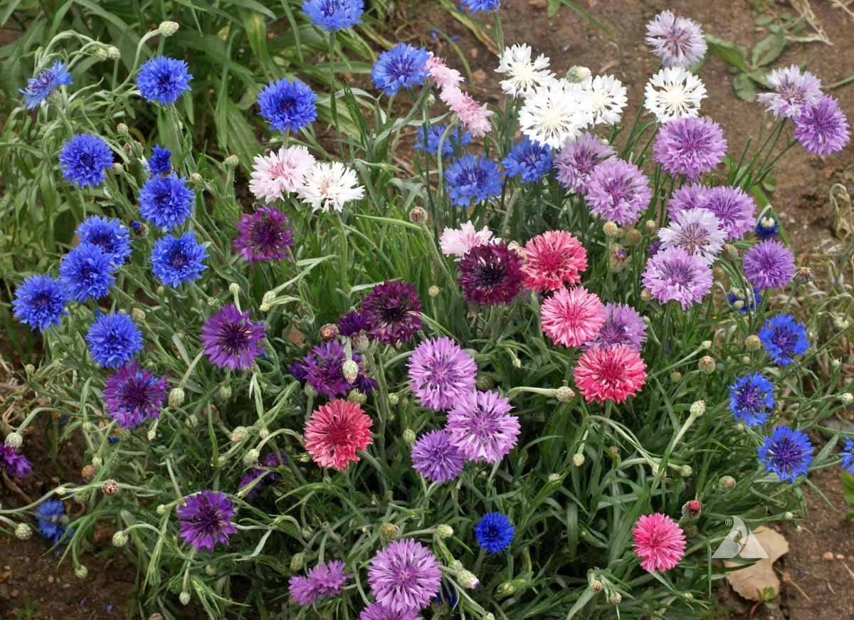 200 Bachelor Button Tall Mix Seeds, Beautiful, Bright, Multicolored Blooms
