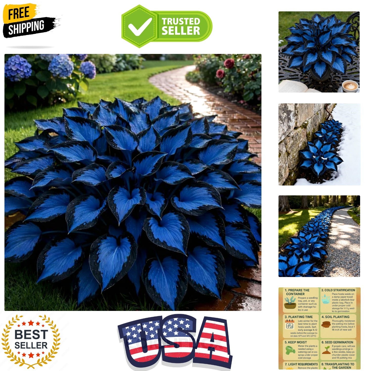 220+ Hosta Seeds Blue Perennial for Planting,Hosta Seeds Blue and Black,Rare Hos