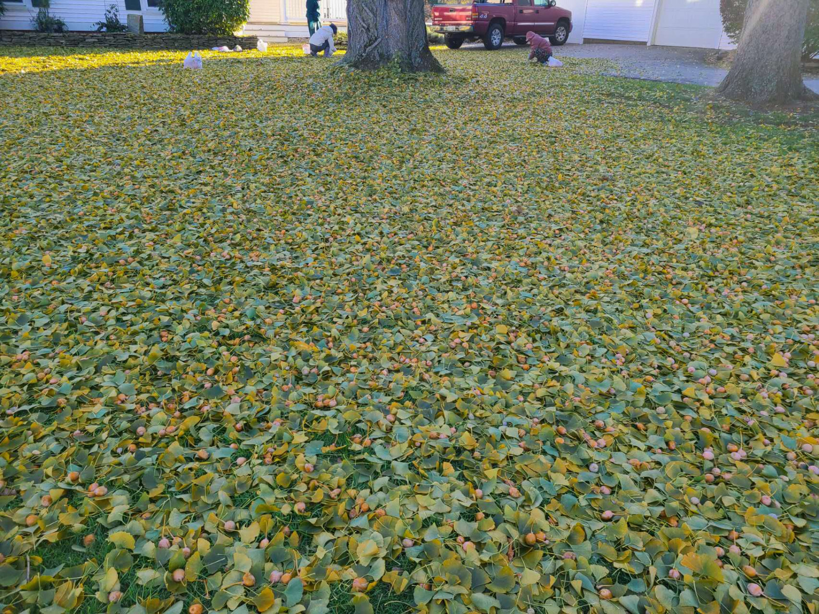 (10) Ginkgo biloba (Maidenhair Tree) Seeds Fresh Harvest NOV 2024 USA SELLER