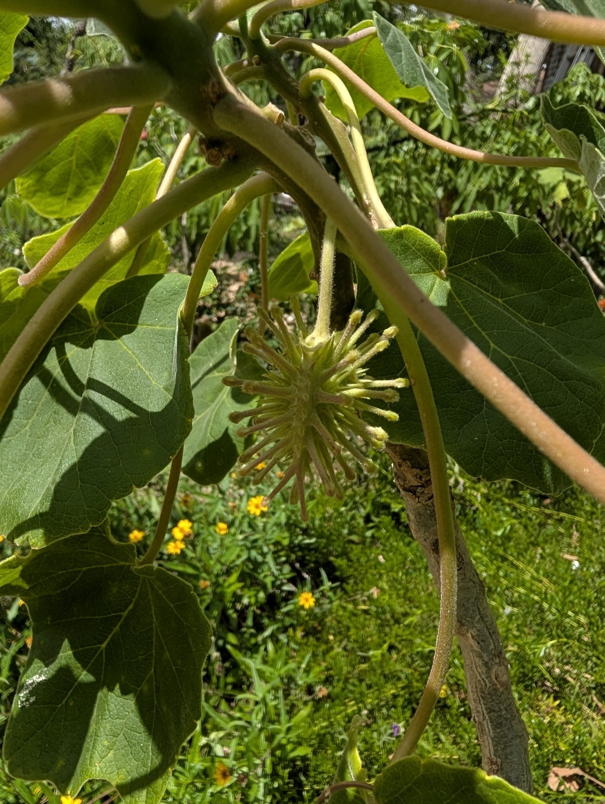 Uncarina Sp. Seeds- Entire Pod