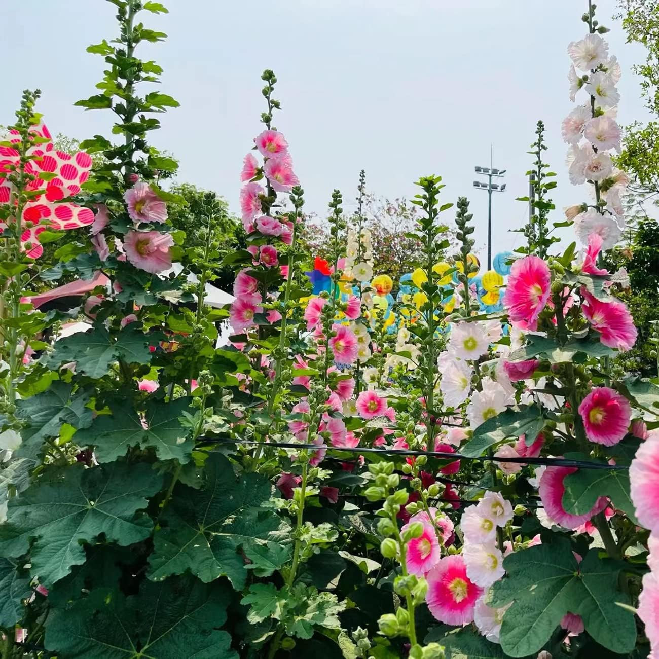 300+ Hollyhock Seeds Carnival Mix Giant Mallow Double Hollyhock Flowers Seed Per