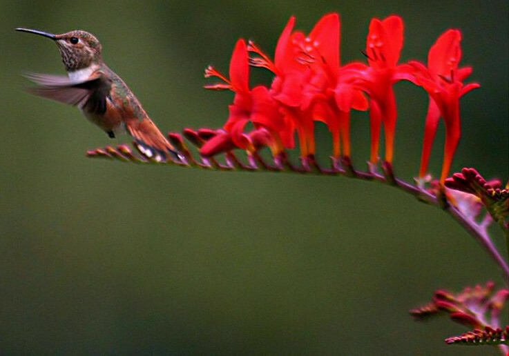 crocosmia lucifer. 112 SEEDS, bright red flowers, EZ to grow seeds, USA seller