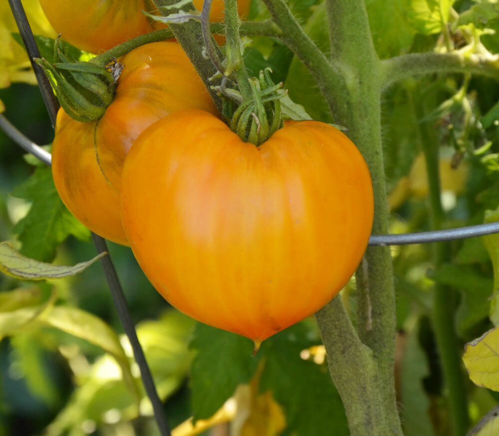 Orange Strawberry Tomato | Heirloom | Organic