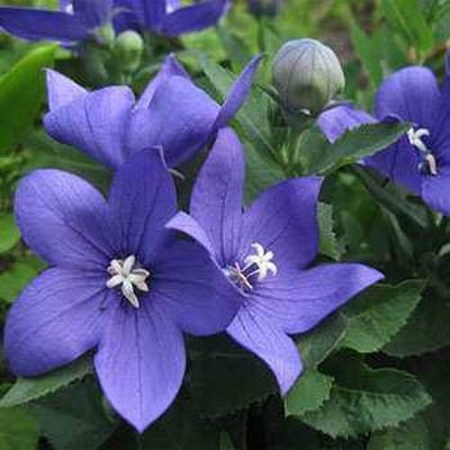 2000 Seeds Ballon Flower Seeds – Platycodon Grandiflora Blue Flower Seed