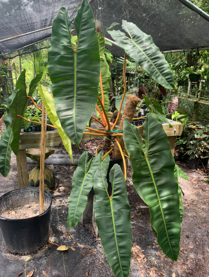 Philodendron Billietiae Green Plant – 2-5″ Tall – Tropical Aroid Houseplant