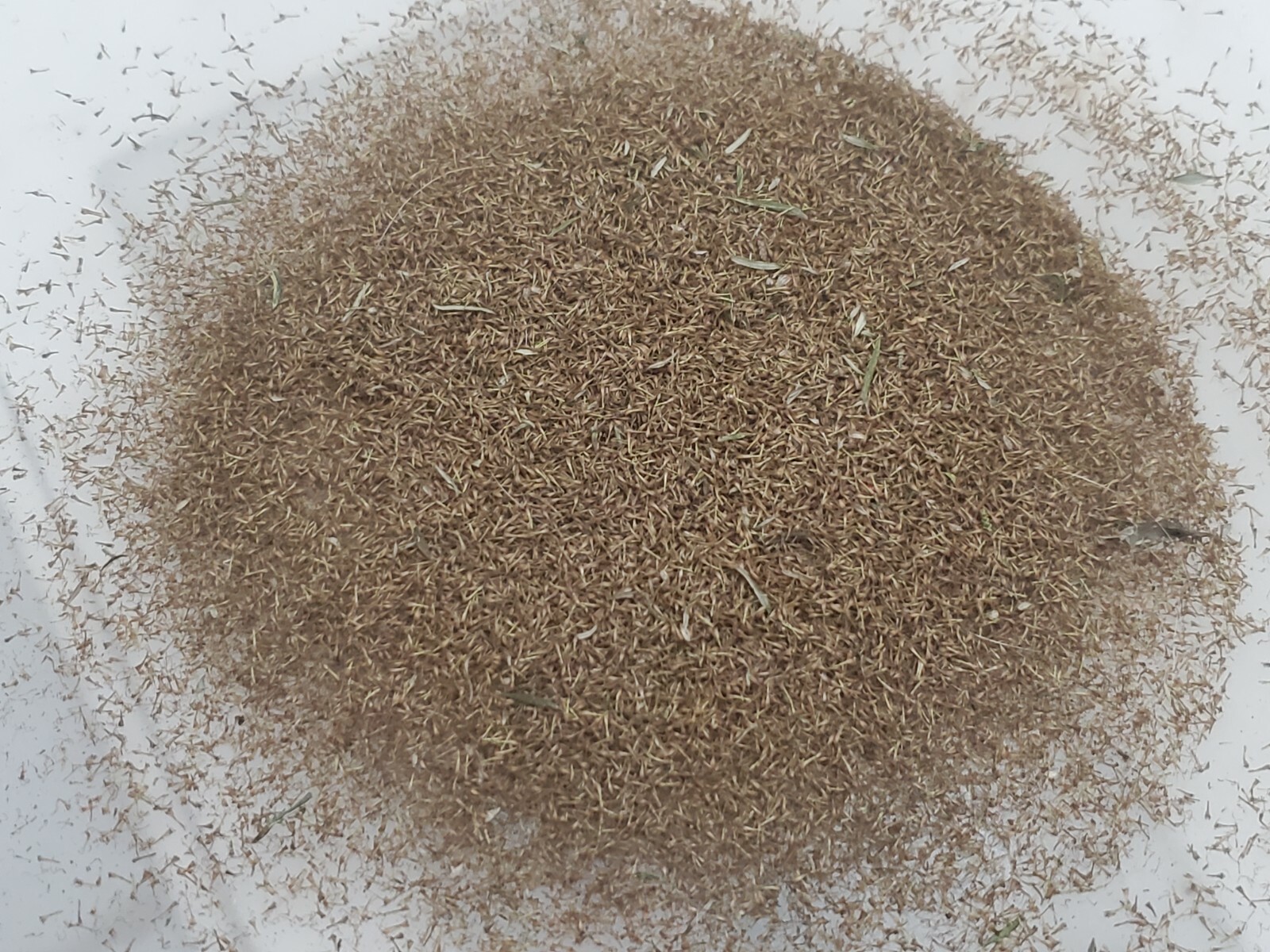 500 Mugwort Seeds (Artemisia Vulgaris)