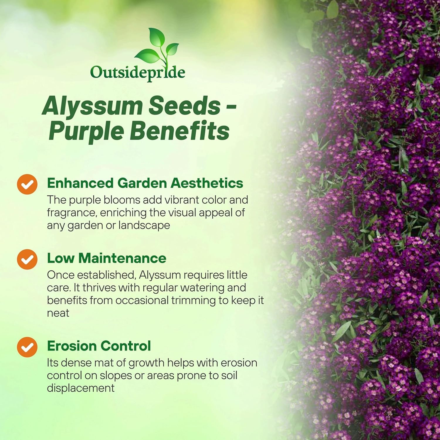 1000 Seeds Purple Alyssum Seeds Lobularia Maritima Drought Tolerant Ground