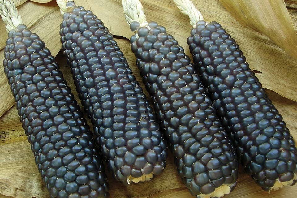 1000+ Hopi Blue Corn Seeds – Heirloom – Non GMO – Organic —————– RARE