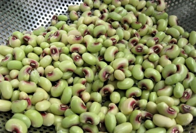 1000+seed~8oz TOP PICK Pinkeye Purple Hull Peas Southern Cowpea Germination 80%