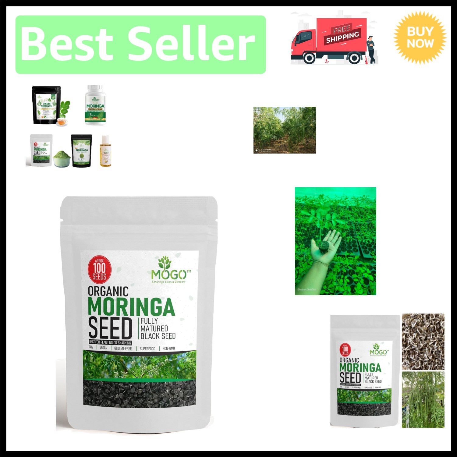Organic Moringa Seeds – 100+ Non-GMO Seeds for Home Gardening and Health Energy