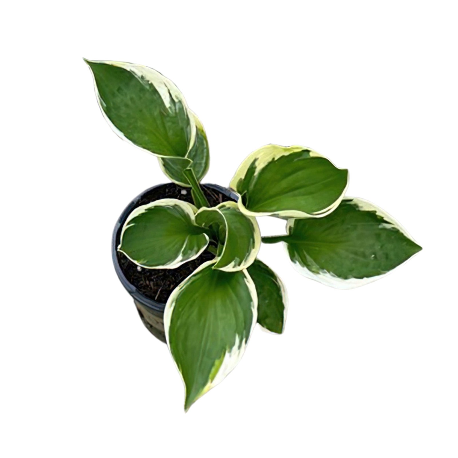Live Perennial Hosta – Assorted Varieties (3 Plants Per Pack) Beautiful Accen…