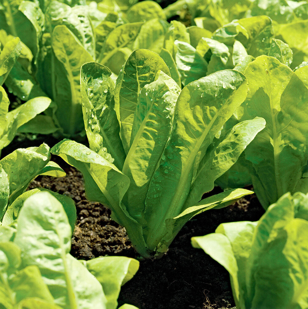 1000+Romaine Lettuce Seeds Parris Island Cos Romaine Lettuce(Lactuca sativa) USA