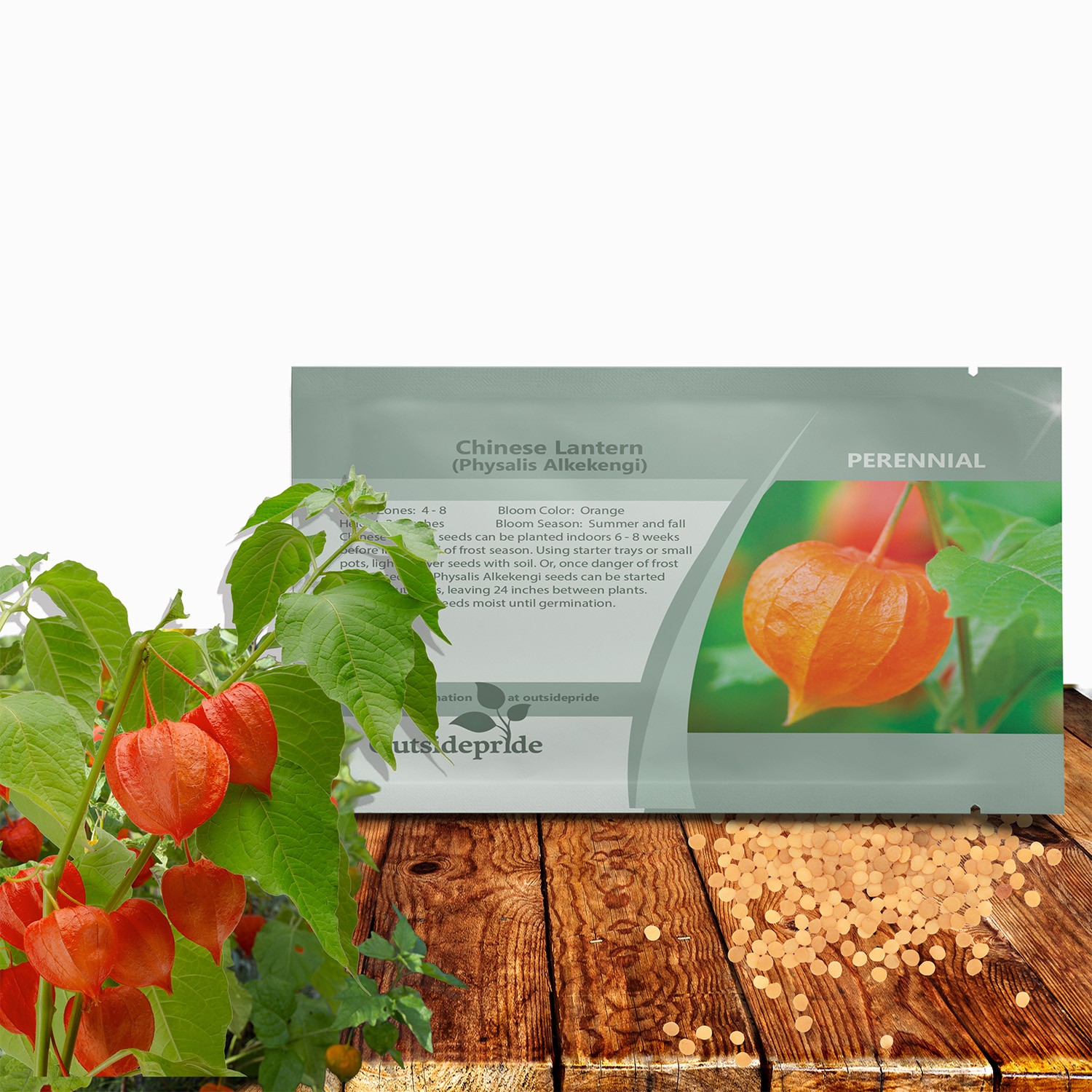 1000 Seeds Chinese Lantern Seeds – Physalis Alkekengi Flower Seeds