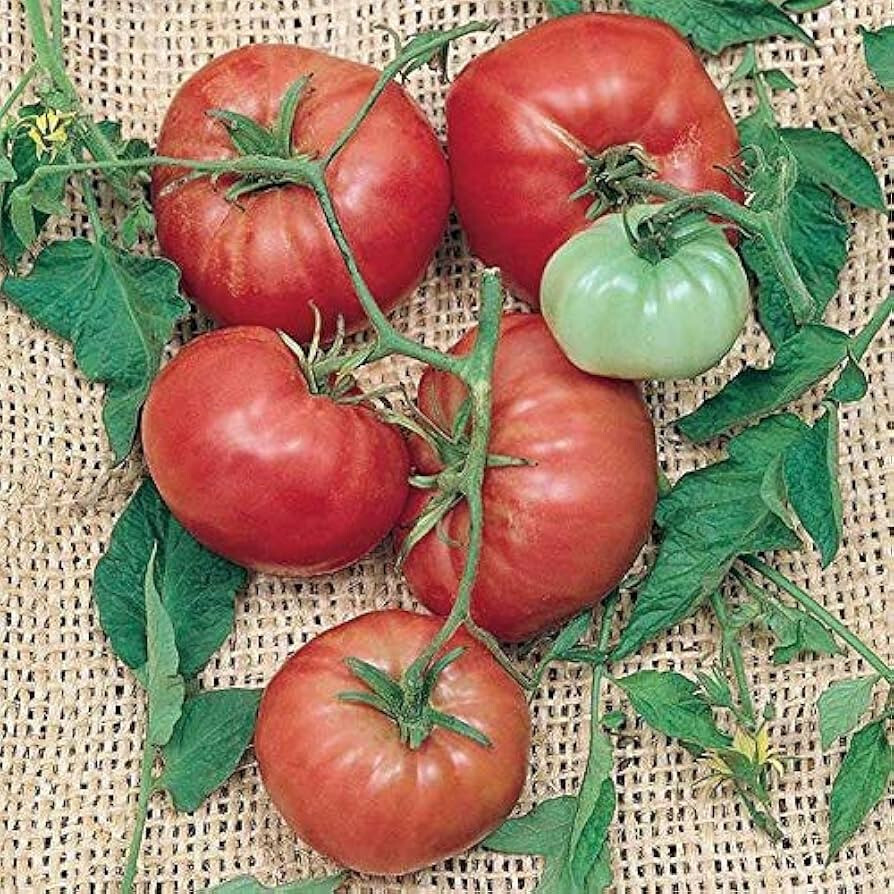 50+ TRIP-L-CROP TOMATO SEEDS – FRESH FOR YOUR VEGETABLE GARDENS