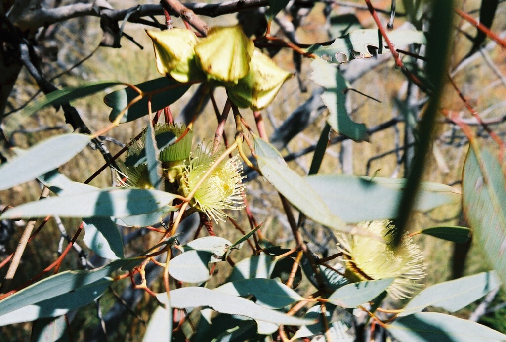 Eucalyptus kingsmillii Seeds – ‘Kingsmill’s Mallee’