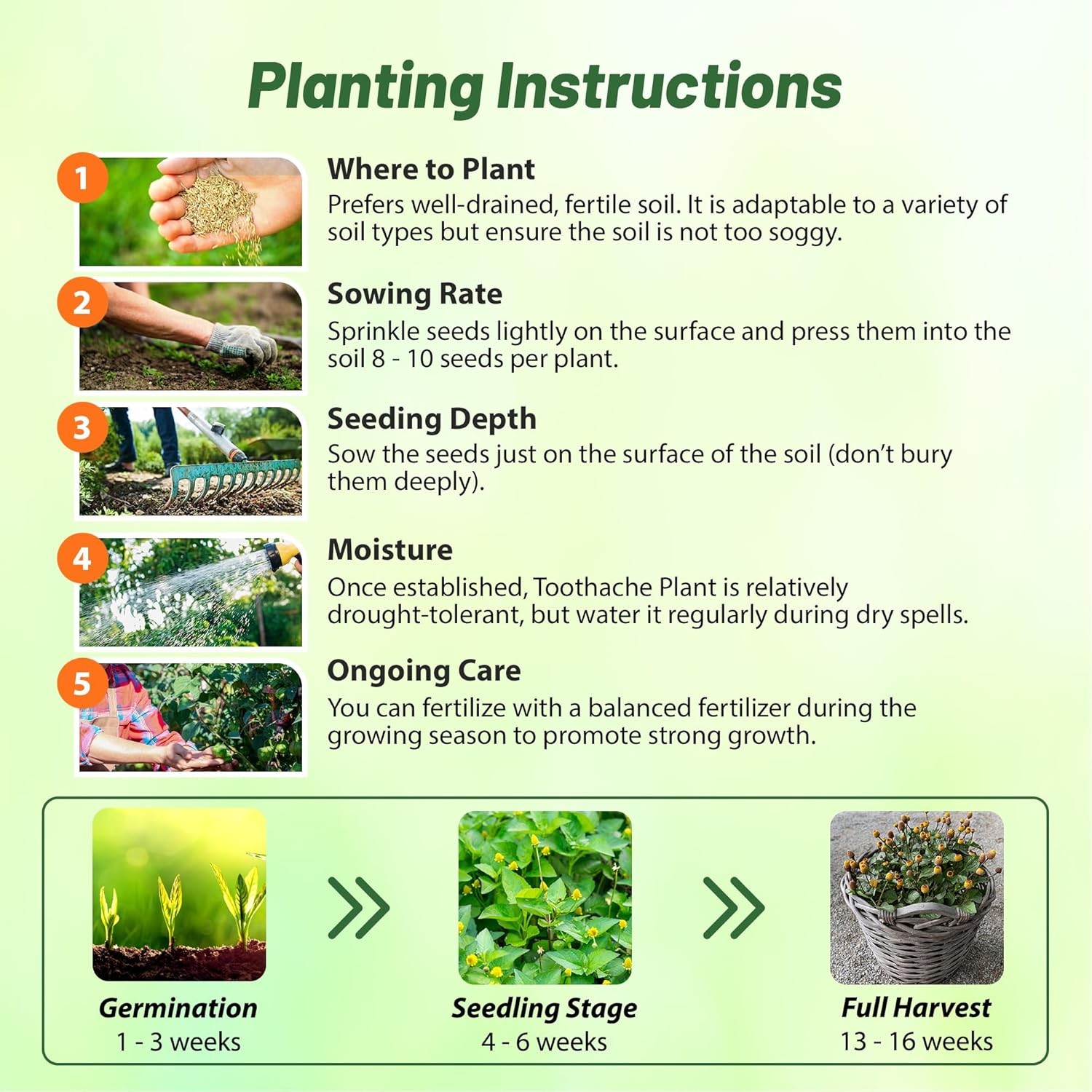 10000 Seeds Toothache Plant Seeds – Eyeball Plant Herb Seed