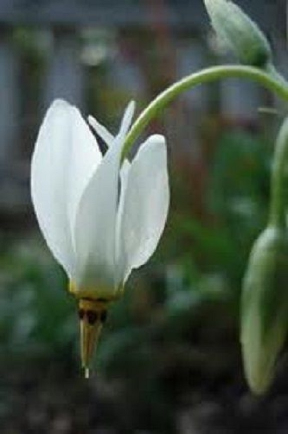 25+ Dodecatheon Purple Pink and White MIX / Perennial Flower Seeds