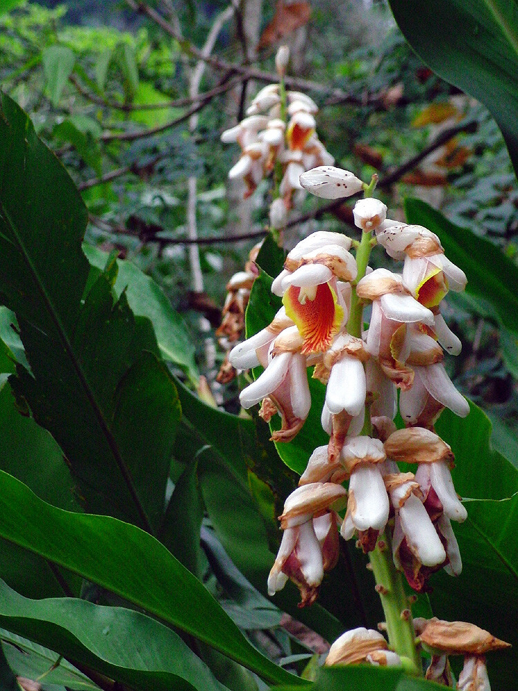Alpinia hainanensis! BEAUTIFUL GINGER 1 Rhizome!