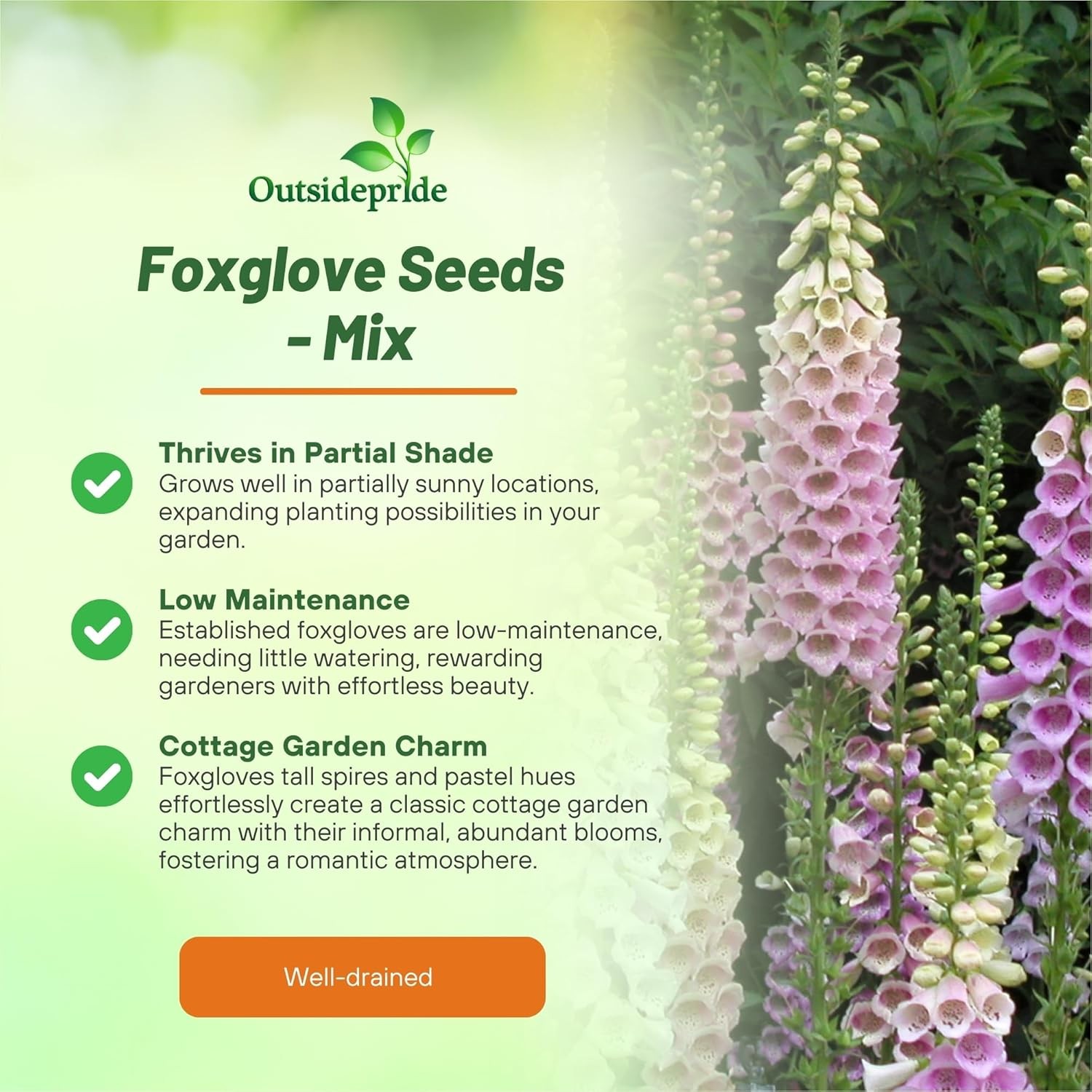 5000 Seeds Foxglove Seed – Digitalis Purpurea Excelsior Mix Wildflower Seeds