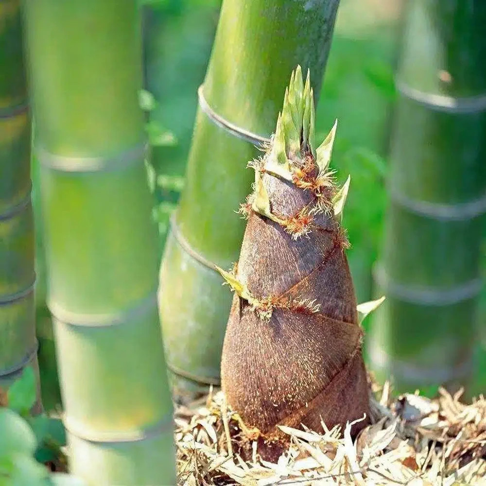 60+ MOSO KING Bamboo Seeds. Giant Phyllostachys edulis. USA Seller Fast Shipping