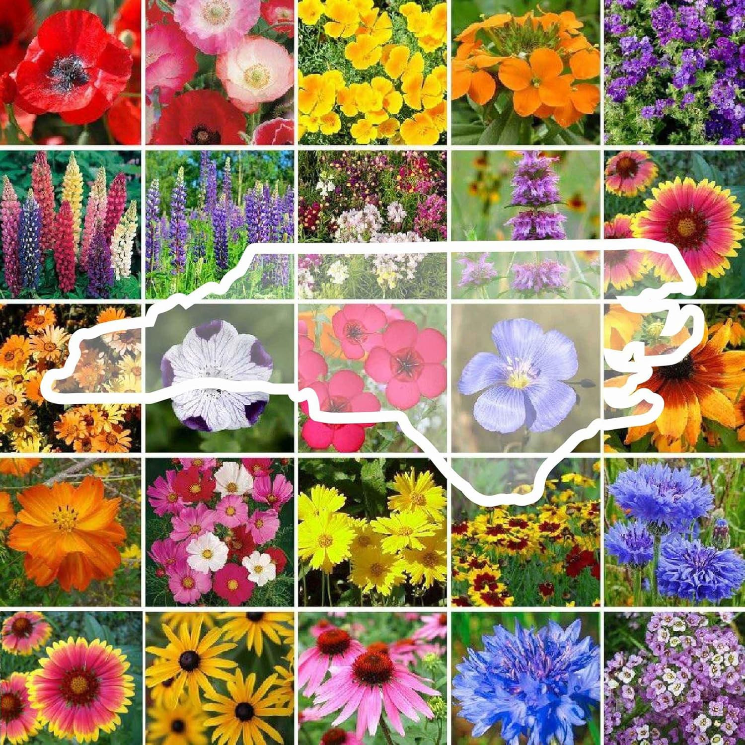 Eden Brothers North Carolina Wildflower Mixed Seeds for Planting, 1/4 Lb, 120,00