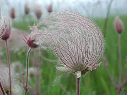 Geum triflorumPrairie Smoke 25 seeds
