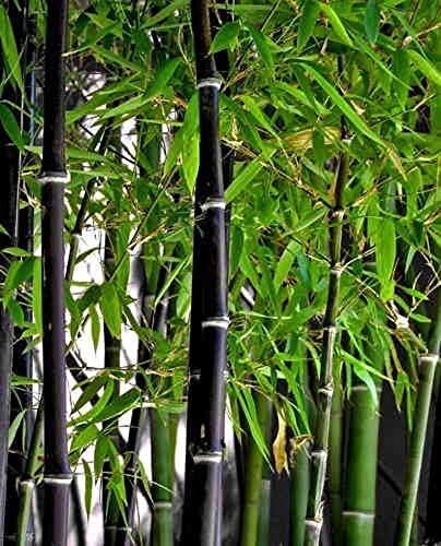 100+ Rare Black Bamboo Seeds for Planting | Exotic and Fast Growing | Ships from