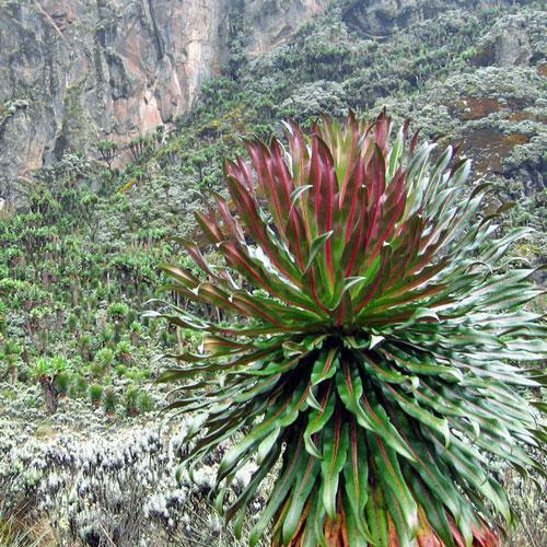 Lobelia wollastonii | Giant Lobelia | 20 Seeds