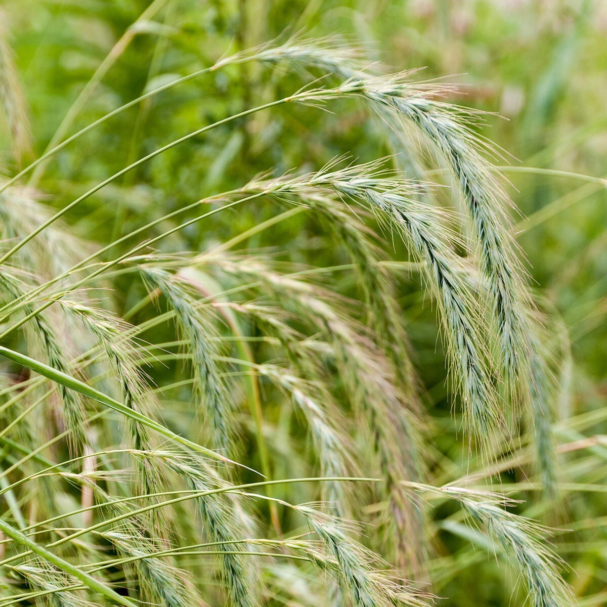 1 Oz Canada Wild Rye Native Grass Seeds – Everwilde Farms Mylar Seed Packet