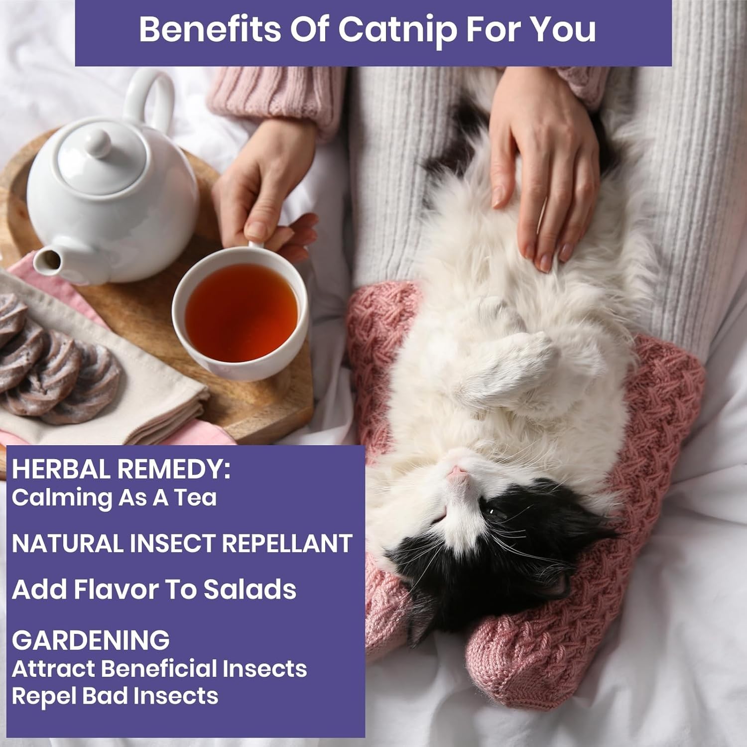 Freshly Harvested Catnip Seeds – Over 2200 Seeds for a Fluffy Garden Sanctuary